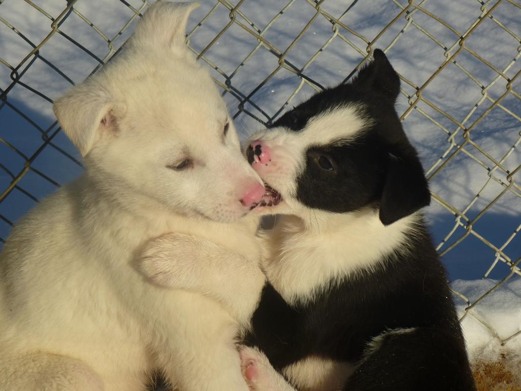 Guesthouse Husky Ivalo Exteriör bild