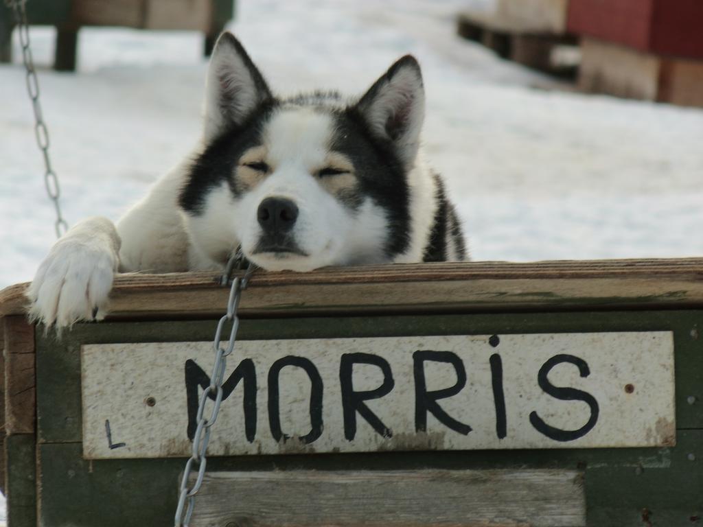 Guesthouse Husky Ivalo Exteriör bild