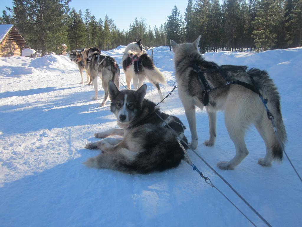 Guesthouse Husky Ivalo Exteriör bild